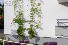 In the course of the energetic retrofit of its existing buildings in Mainzer Landstraße Frankfurt, Germany, the housing association greened the gable sides of each of four building blocks with Sto's external wall insulation and cable trellis for living green facades